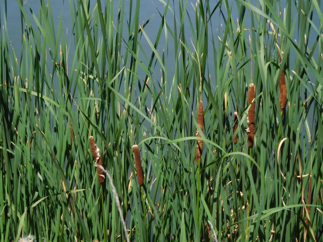 RMAWRCattails