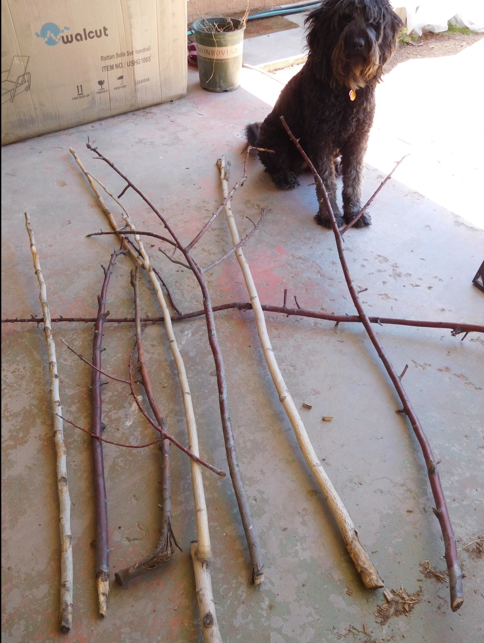 Trellis- The Sticks and The Assistant