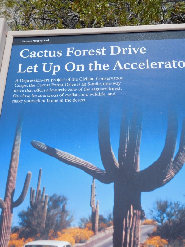 Cactus Forest Drive