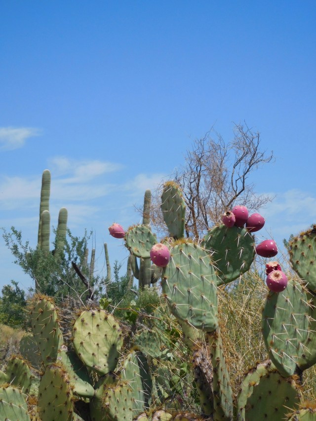 Up Close Prickly Pear