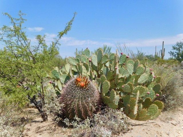 Barrel and Prickley Pear
