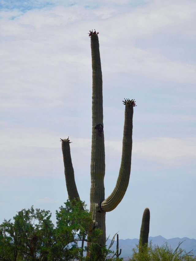 Saguaro with Flower Pods
