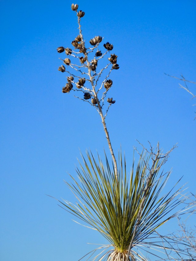 Soaptree Yucca on Dune Life Trail with Spent Blossom